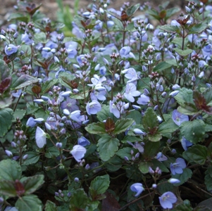 Veronica 'Waterperry Blue'