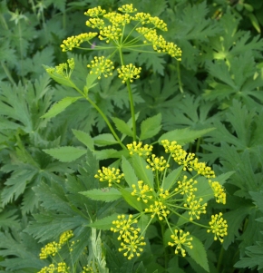 Zizia aurea: golden alexanders