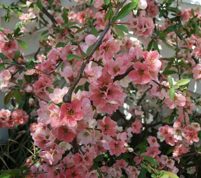 Chaenomeles 'Toyo Nishiki': flowering quince