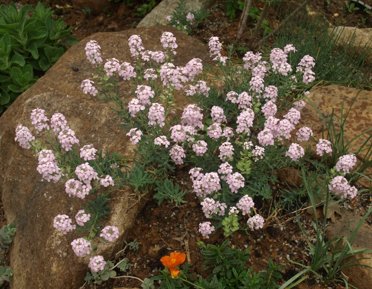 Aethionema grandiflorum