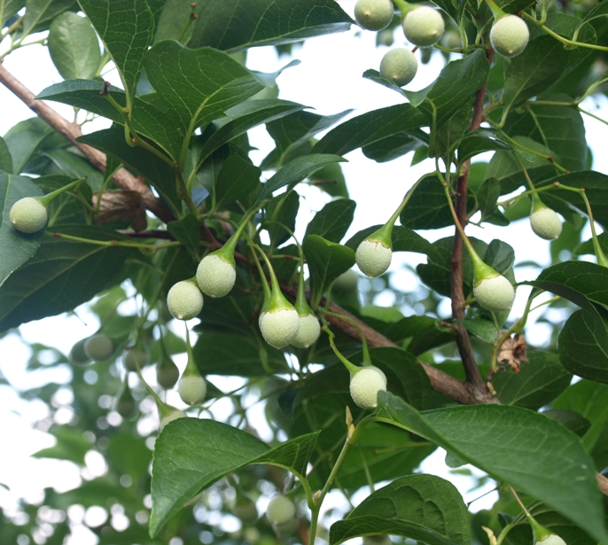 Styrax japonicus: Japanese snowbell fruit