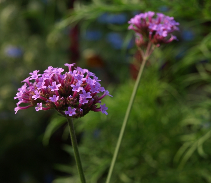 Verbena bonariensis: purple-top vervain