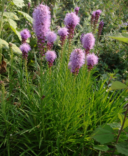 Liatris spicata: spiked blazing star