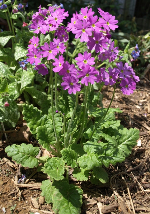 Primula saxatilis