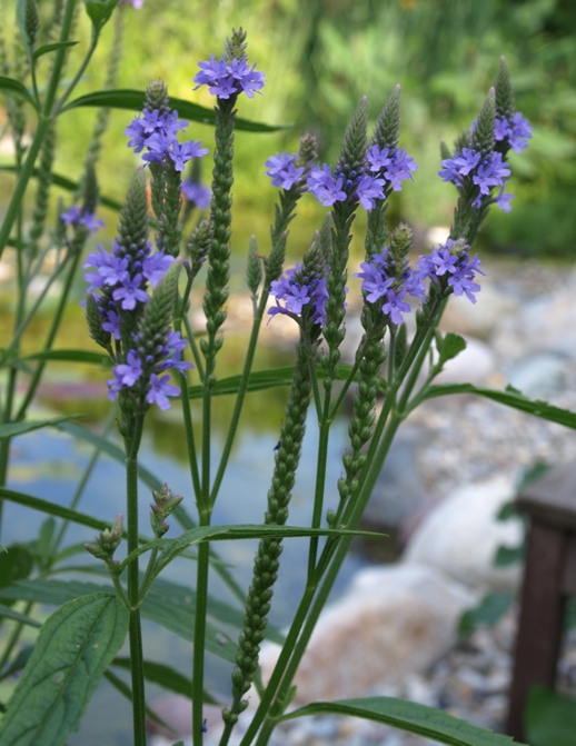 Verbena hastata: blue vervain