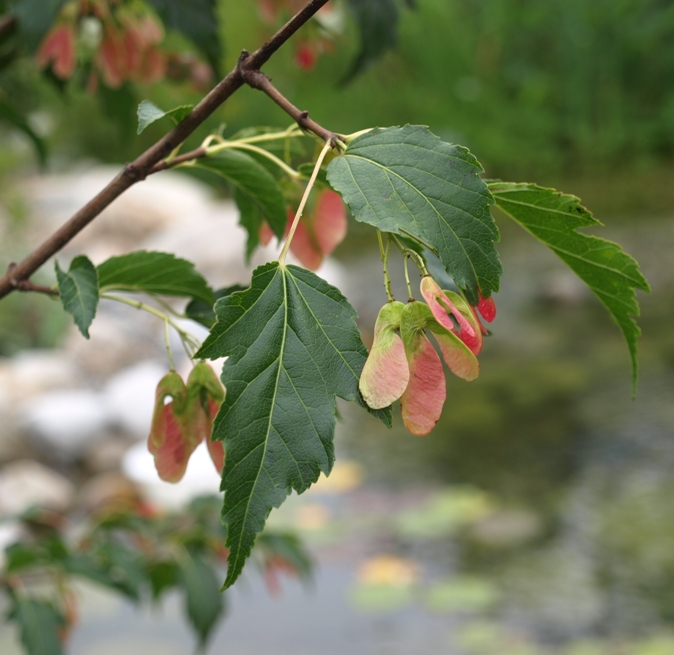 Acer tataricum ginnala: Tatarian maple
