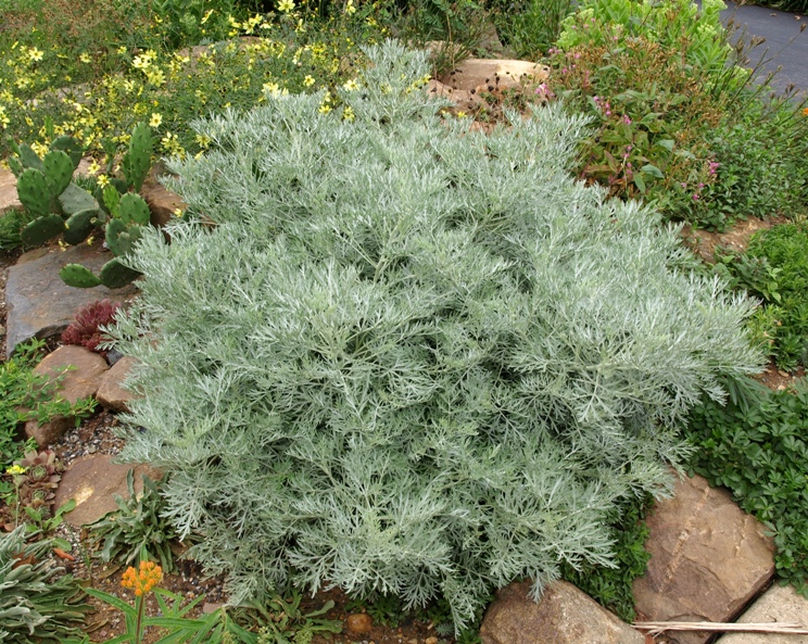 Artemisia 'Powis Castle': wormwood
