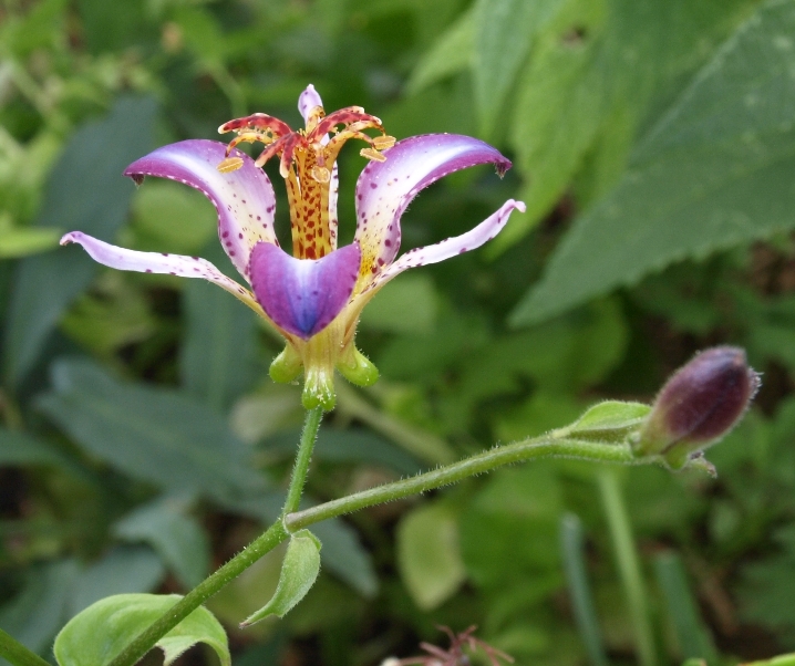 Tricyrtis 'Taipei Silk': hybrid toad lily