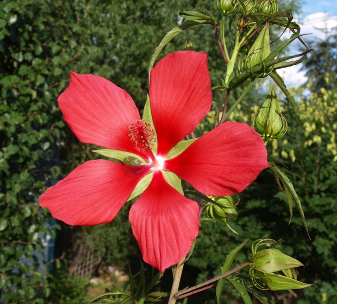 Hibiscus coccineus: scarlet rose mallow
