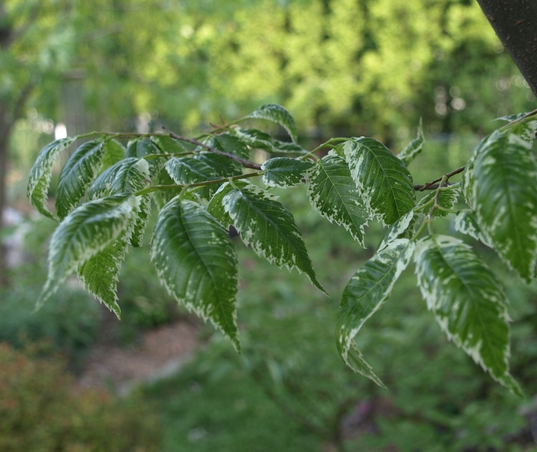 Zelkova serrata 'Goshiki': variegated Japanese elm, early spring