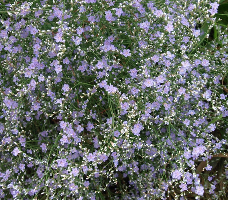 Limonium latifolium: sea lavender