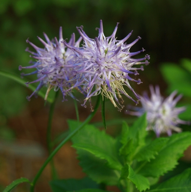 Phyteuma scheuchzeri: rampion