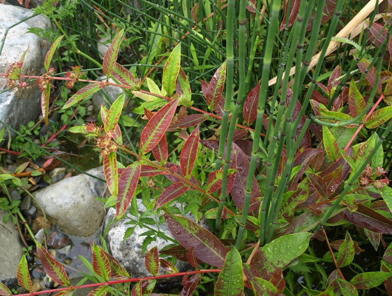 Decodon verticillatus: swamp loosestrife; water willow
