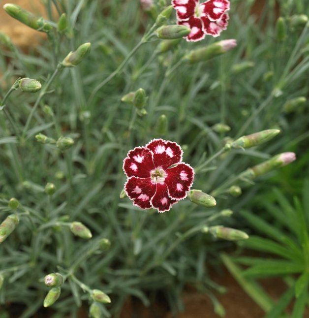 Dianthus 'Spangled Star': hybrid pink