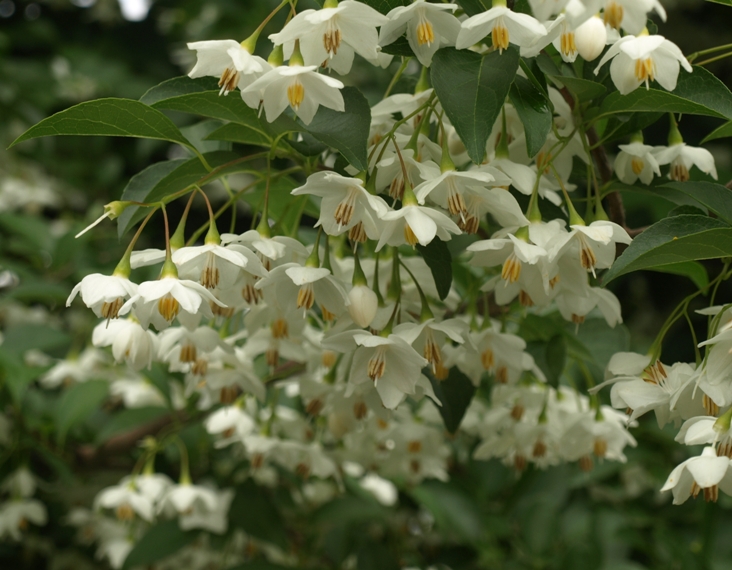 Styrax japonicus: Japanese snowbell