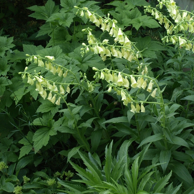 Digitalis grandiflora: perennial foxglove