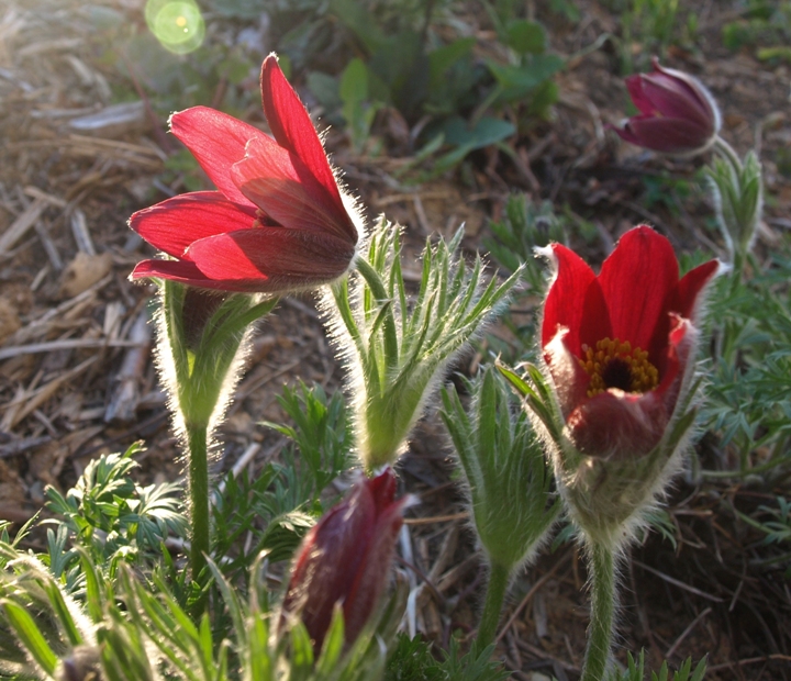 Pulsatilla vulgaris 'Rote Glocke': red pasqueflower, backlit