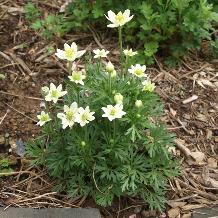 Anemone baldensis: Mount Baldo windrose