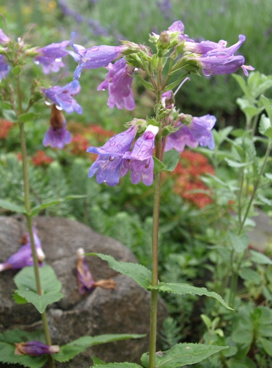 Penstemon venustus