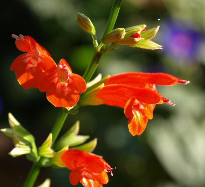 Salvia subrotunda: hummingbird sage