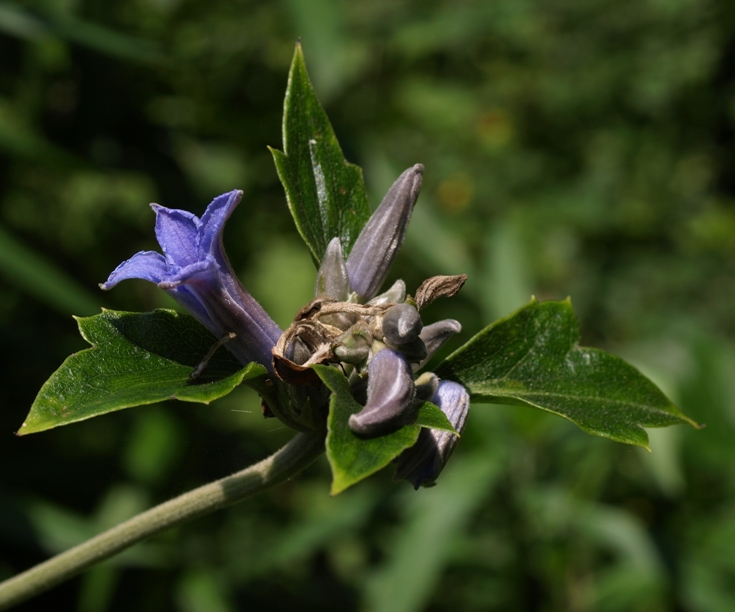 Clematis heracleifolia: shrubby clematis