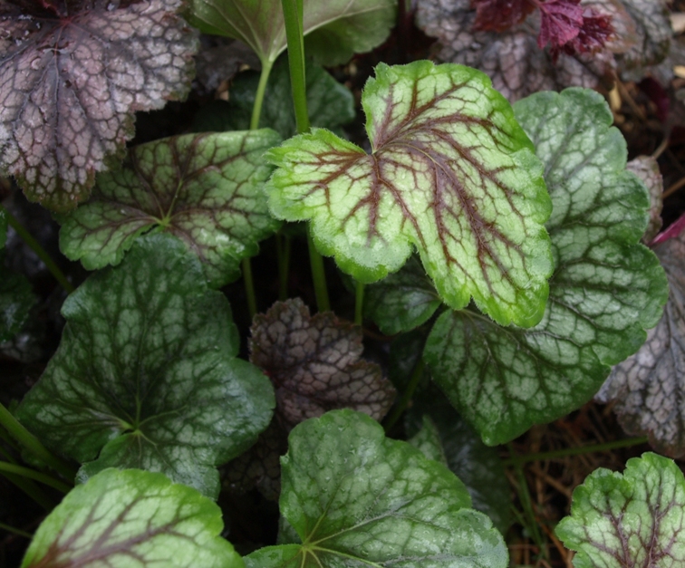 Heuchera hybrids: leaves popping with color