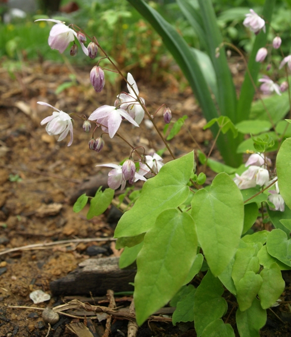 Epimedium x youngianum 'Roseum': rose fairy barrenwort
