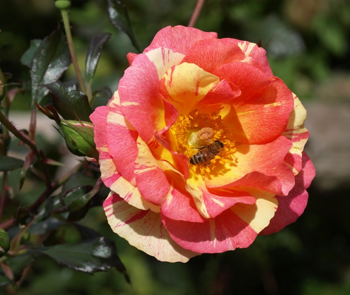 Rosa 'Citrus Splash': floribunda rose