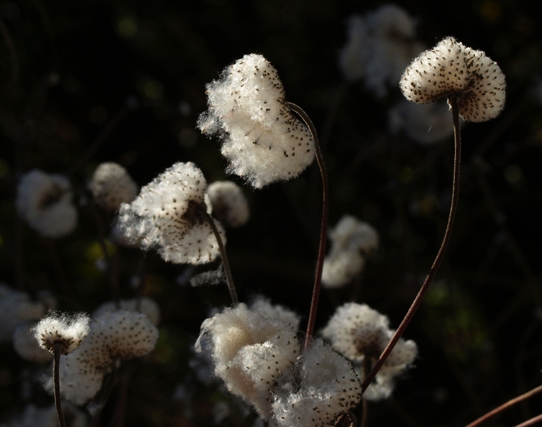 Anemone 'Prince Henry': Japanese windflower seedheads