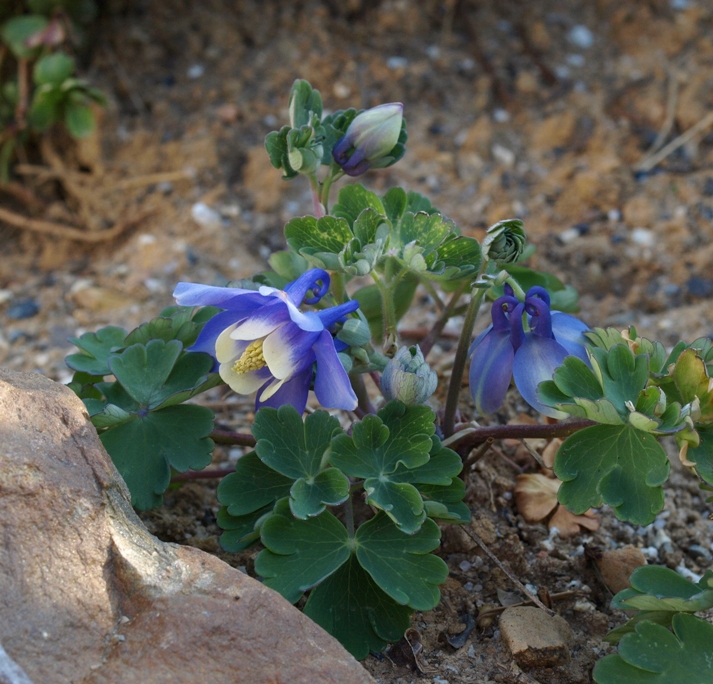 Aquilegia bertolonii: dwarf columnbine