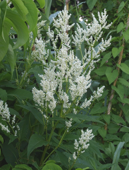 Polygonum polymorphum: giant fleeceflower