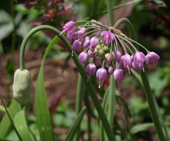 Allium cernuum: nodding onion, pink form