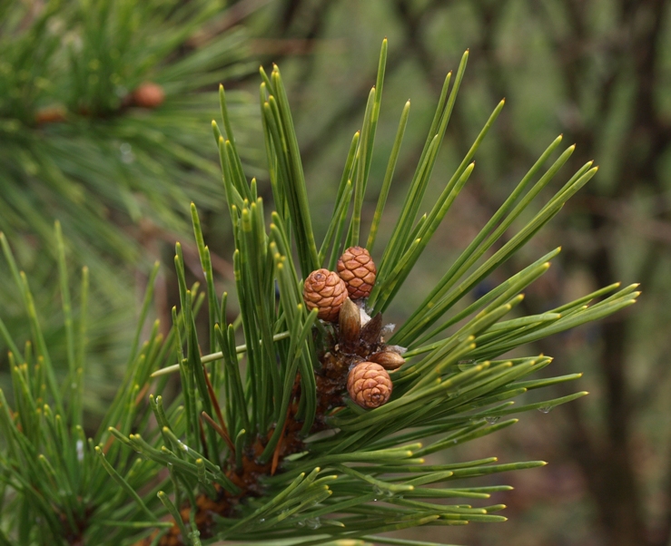 Pinus densiflora: Japanese red pine