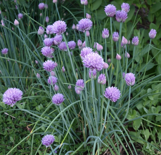 Allium schoenoprasum: chives