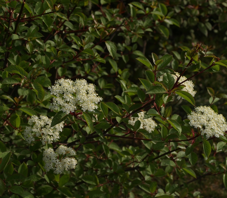 Viburnum prunifolium: blackhaw viburnum