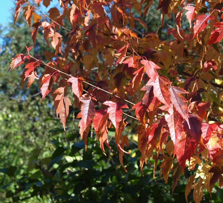 Acer tataricum ssp. ginnala: Tatarian maple