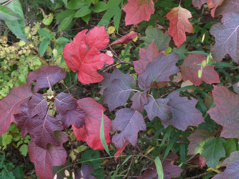 Hydrangea quercifolia: oak-leaf hydrangea (fall foliage)