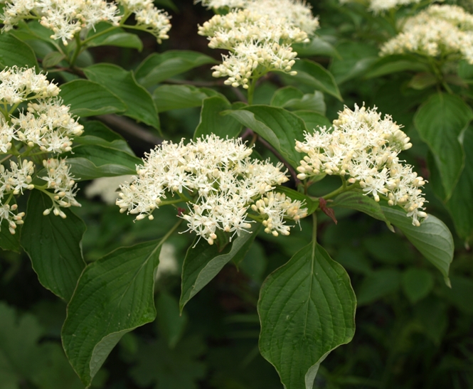 Cornus alternifolia: pagoda dogwood