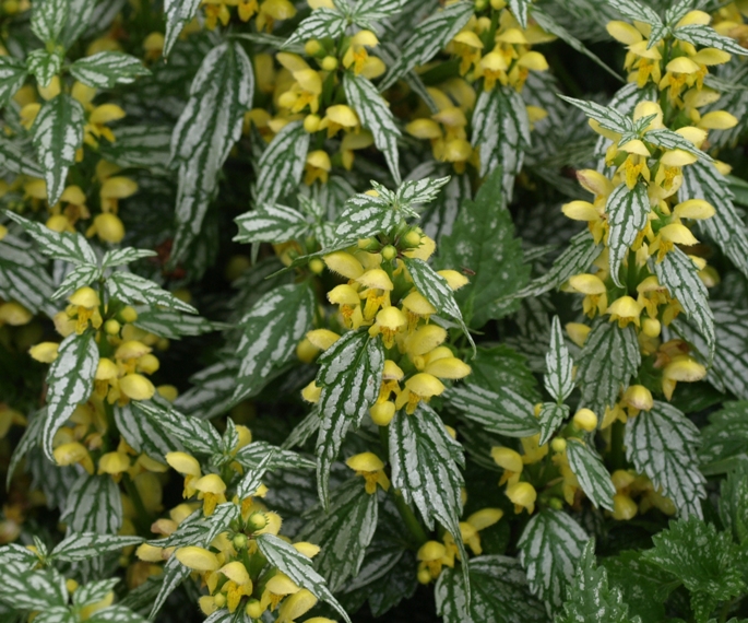 Lamium galeobdolon 'Herman's Pride'