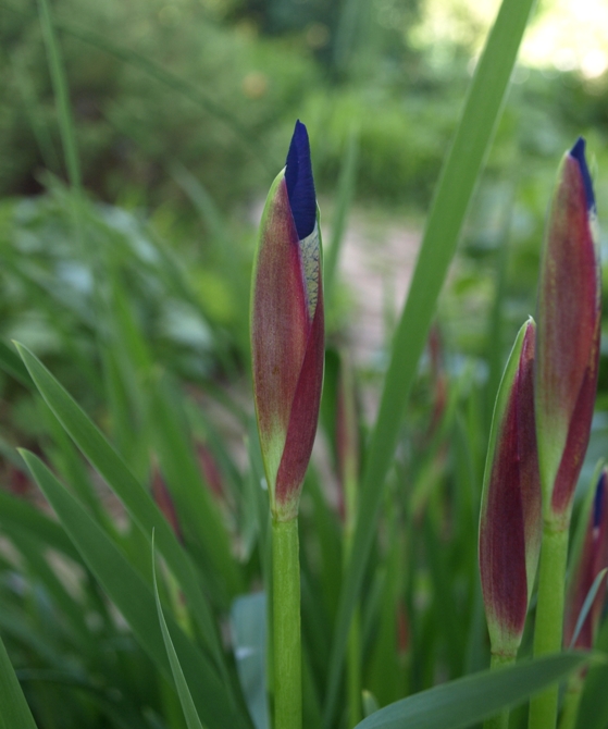 Iris sibirica: Siberian iris in bud