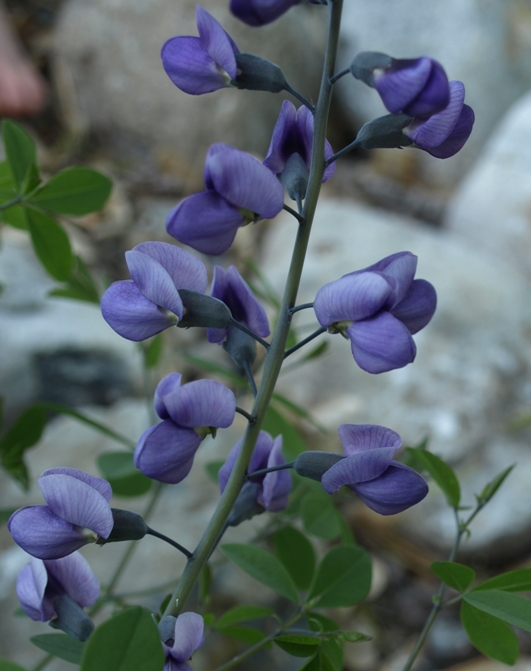 Baptisia 'Purple Smoke': hybrid false indigo