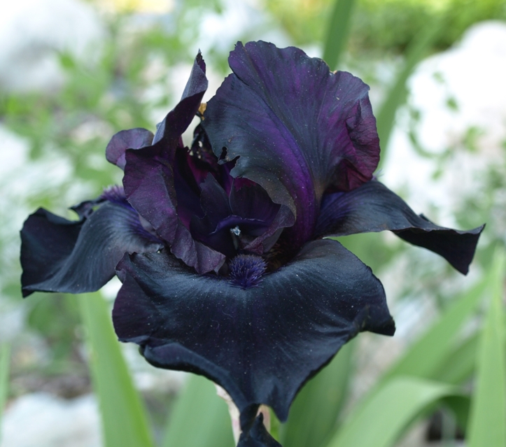 Iris 'Superstition': hybrid tall bearded iris