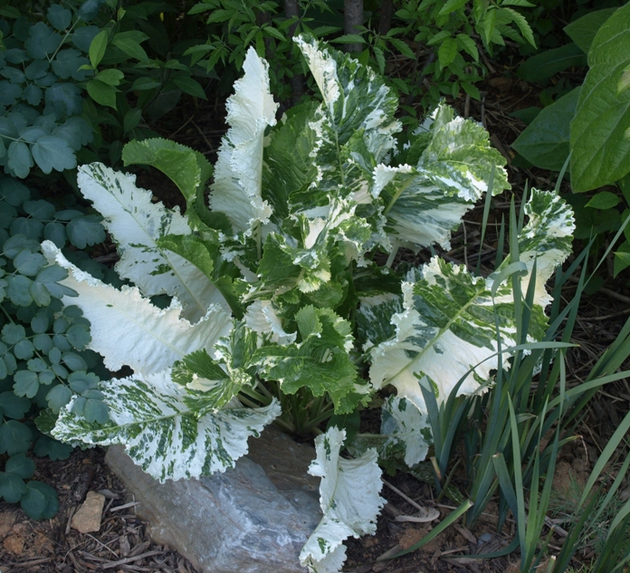 Armoracia rusticana 'Variegata': variegated horseradish