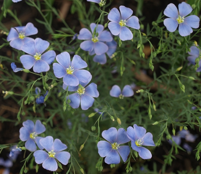 Linum lewisii: blue flax