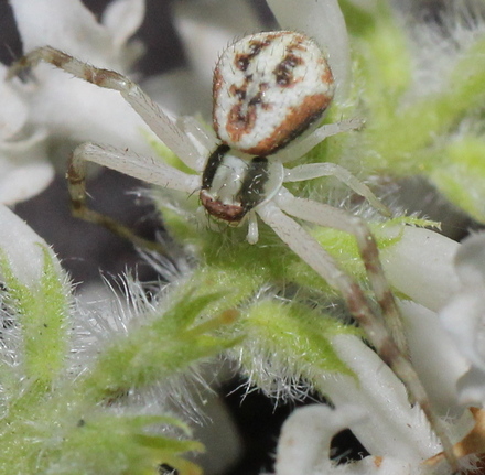 Mecaphesa asperata (northern crab spider)