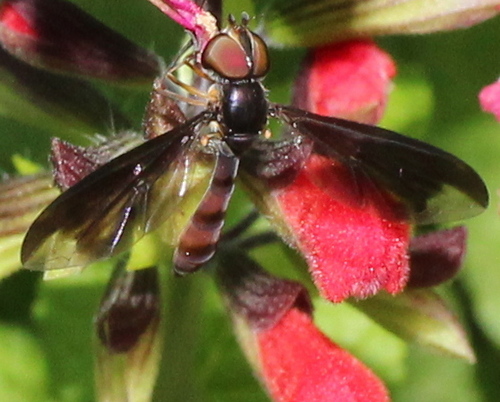 Syrphid fly: Ocyptamus fuscipennis