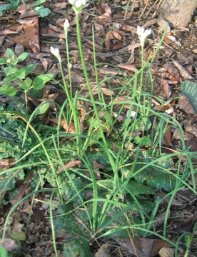 Allium humile