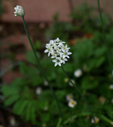 Allium hyalinum