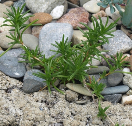 large-flowered sandwort