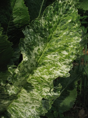 variegated horseradish